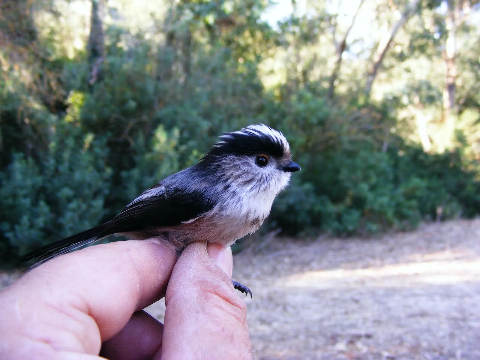 Bird ring Al-andalus: Dia de las aves 2011.