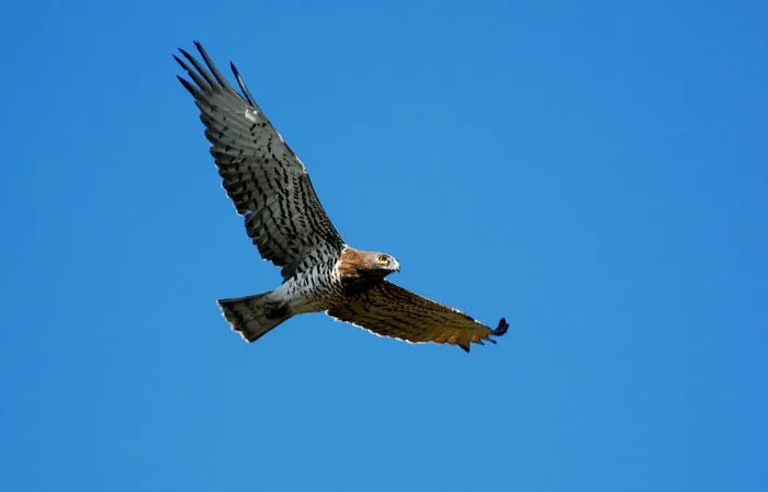 Birds in South of Spain II