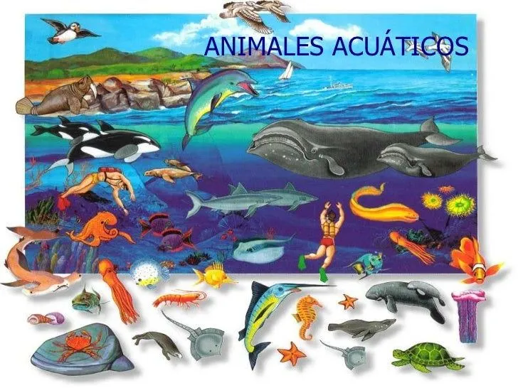 Bit animales acuáticos