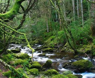 Bosques magicos - Imagui