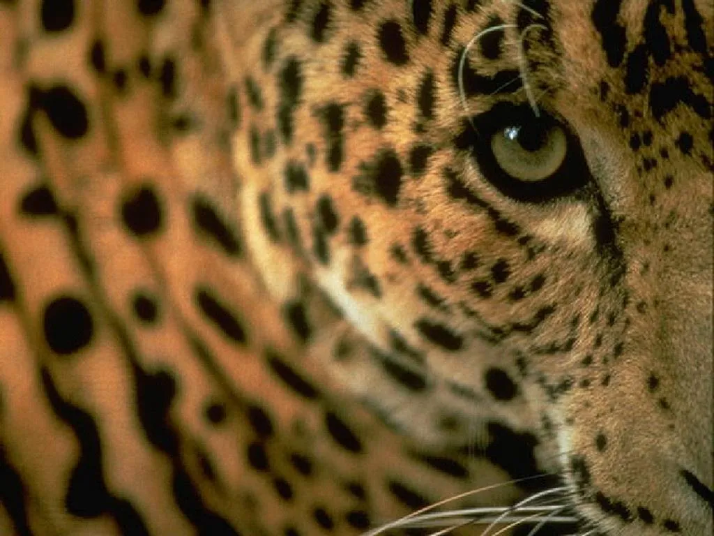 Biutiful*Biuty: Panthera pardus - El Leopardo