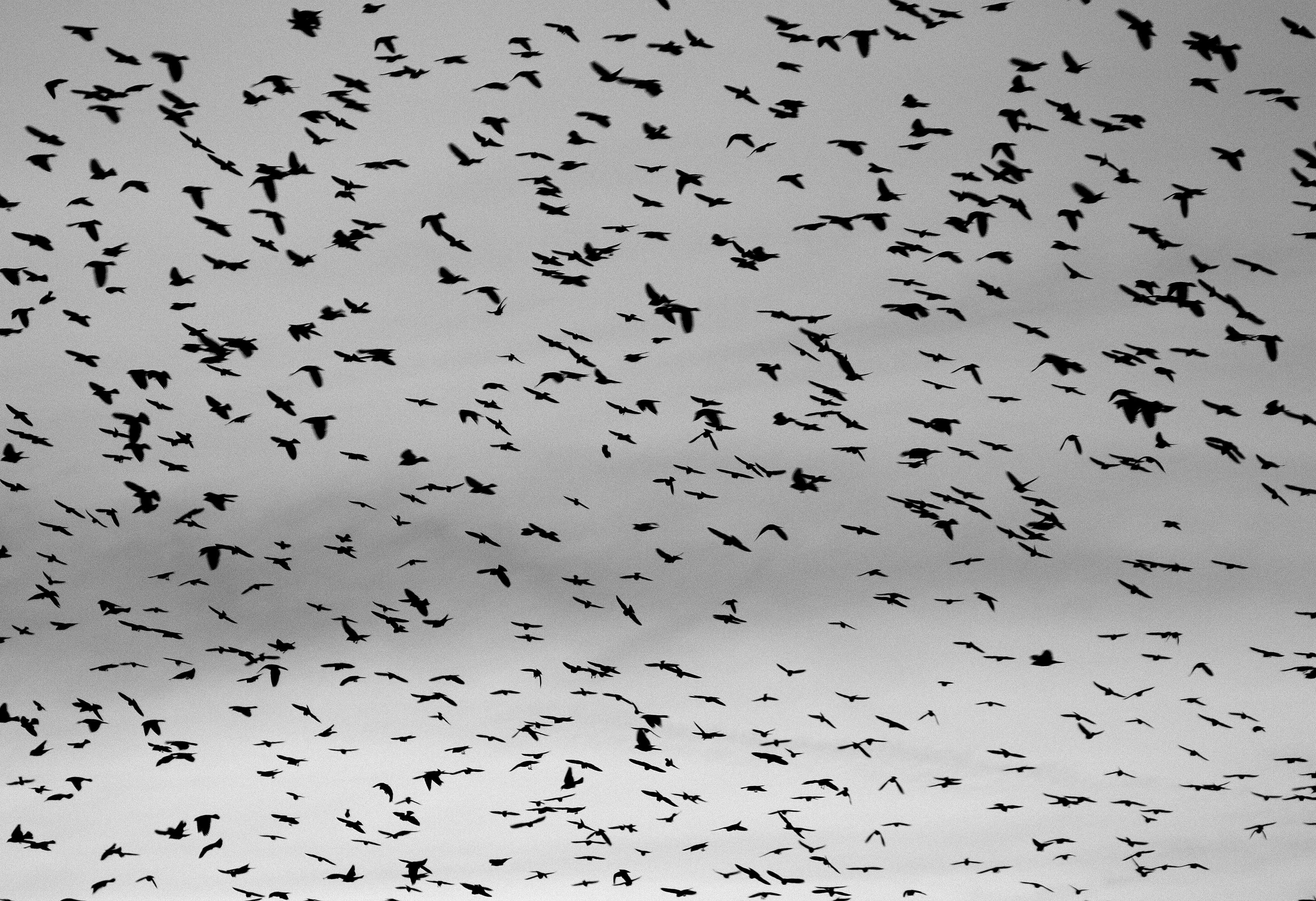 Black & White birds - Aves en blanco y negro | Flickr - Photo Sharing!