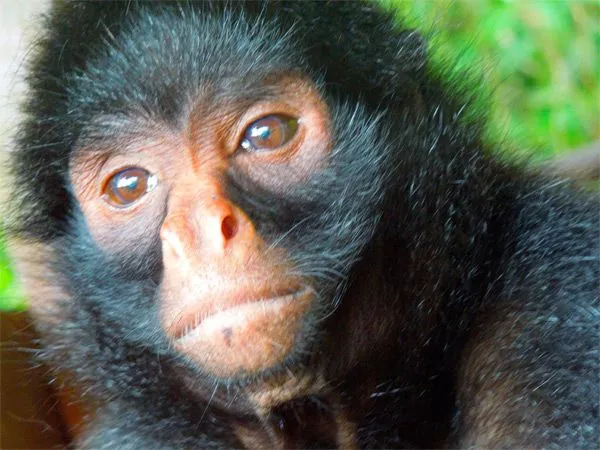 Black-Faced Spider Monkey