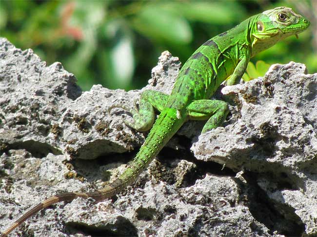 Black Iguana, Ctenosaura similis