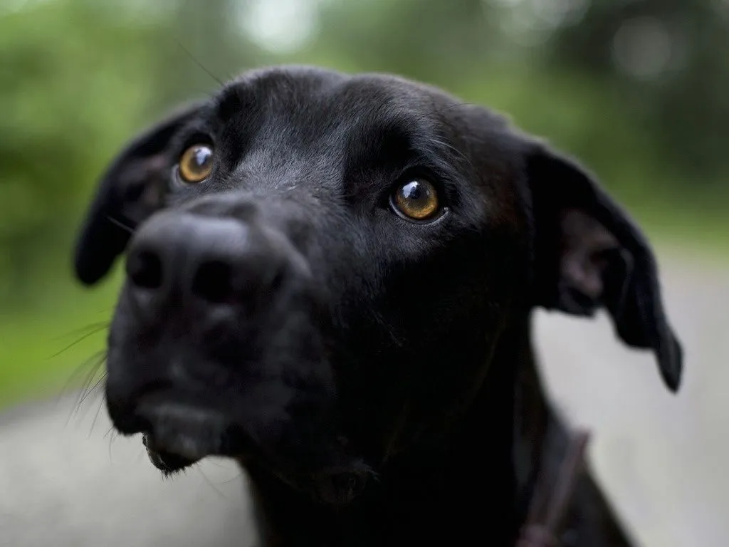 Black is beautiful o el síndrome del perro negro | Running for a ...