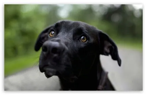 Black Labrador Retriever HD desktop wallpaper : High Definition ...