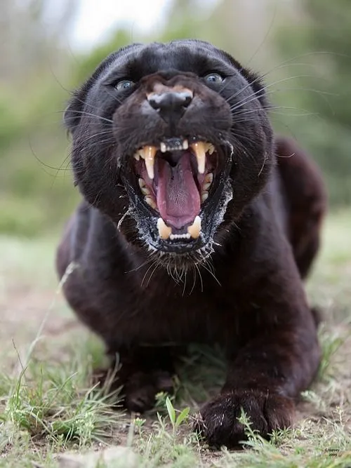 black leopard | Tumblr