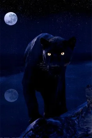 Black Panther in Moonlight Prints - AllPosters.