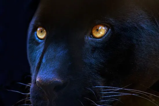 Black Panther Power Animal and Energy