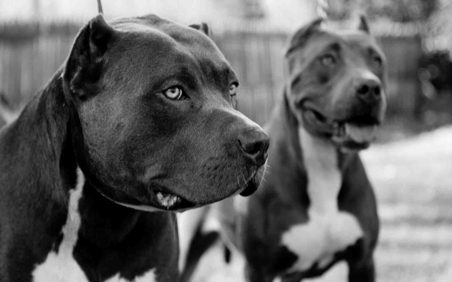 Black pitbulls wallpapers and images - wallpapers, pictures, photos