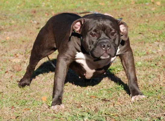 Blacky Razor's Edge Pitbull - Bully Pitbull Breeders : Gotti Line ...