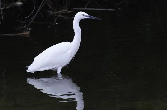 Blanco sobre fondo oscuro | Flickr - Photo Sharing!