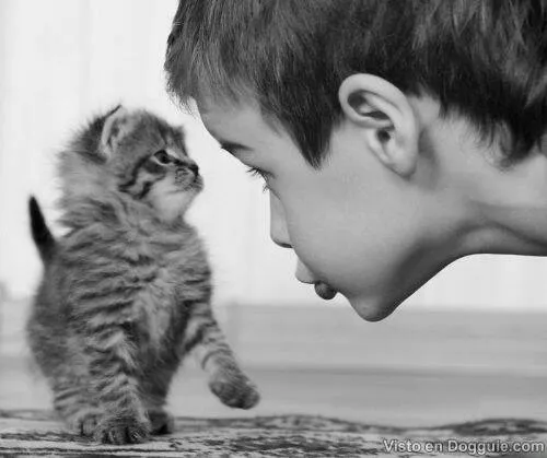 En Blanco y Negro.. | Cat's Closet - Una pizca de Gatitos