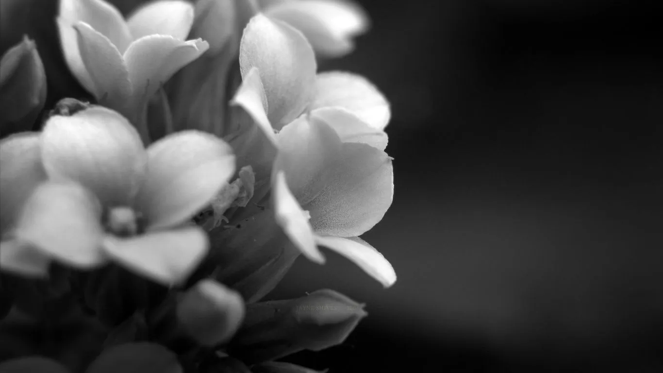  ... blanco y negro, fondo, fondo, flores, foto Imágenes HD y de