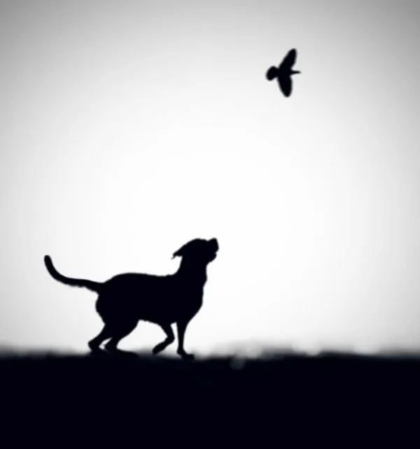 Blanco y negro Fotografías por Lee Hengki | 10 Pixeles | Banco De ...