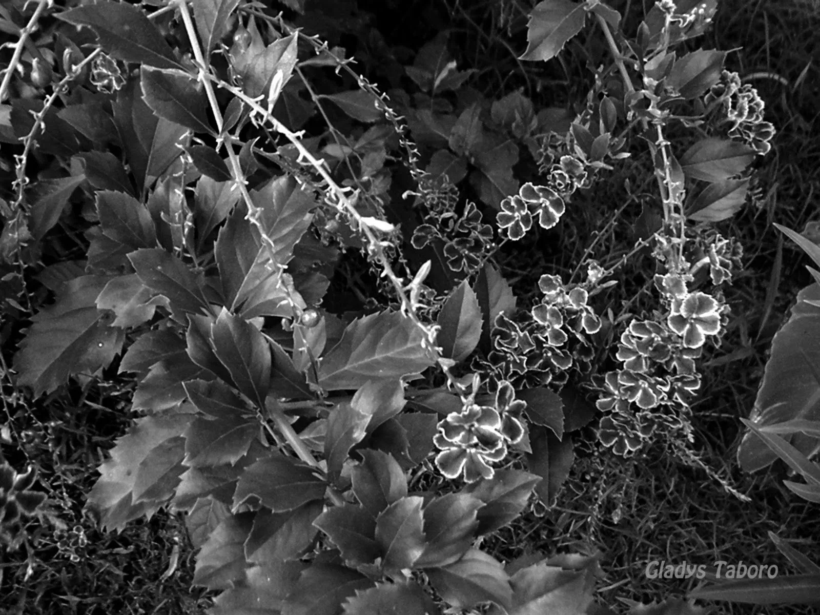 Blanco y negro: Desde el jardín