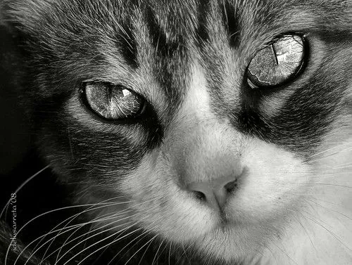 Blanco y negro, Sepia, Desaturados: Ojos de Gato