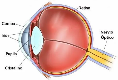 BLOG 2º CICLO PRIMARIA: EL OJO HUMANO