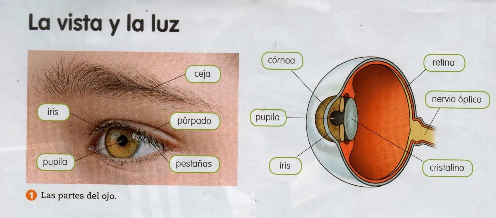 El Blog de 4º: Partes del ojo y del oído.