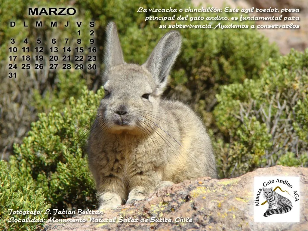 El blog de Alianza Gato Andino (AGA): marzo 2013