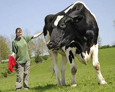 Blog de Ángel Romera: Vacas gigantes