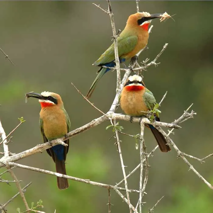 Blog de Animales: PAJAROS COLORIDOS