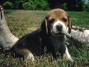 este es un blog de animales tiernos yo tengo 1 gato que se llama tomas ...