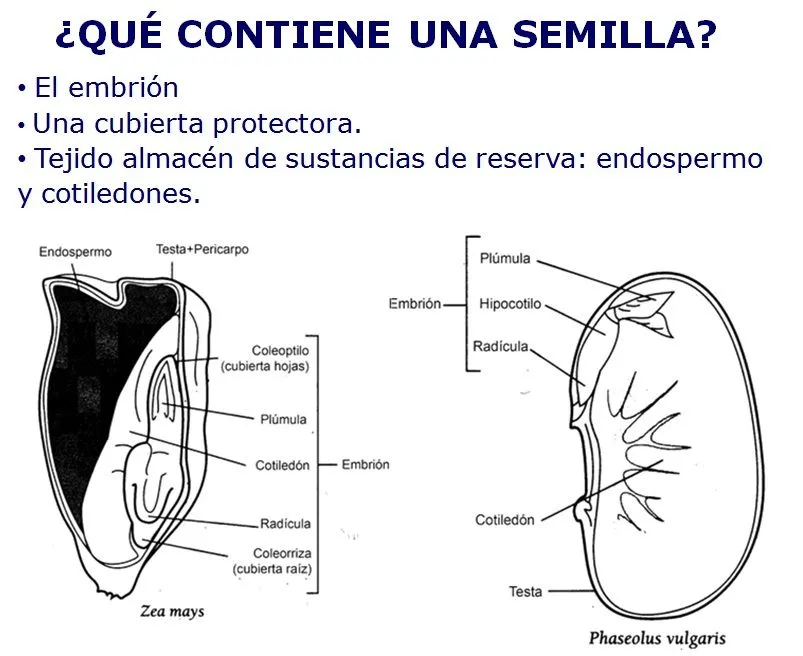 BLOG DEL ÁREA DE BIOLOGÍA Y GEOLOGÍA DE 4º ESO DEL IES MIGUEL ...