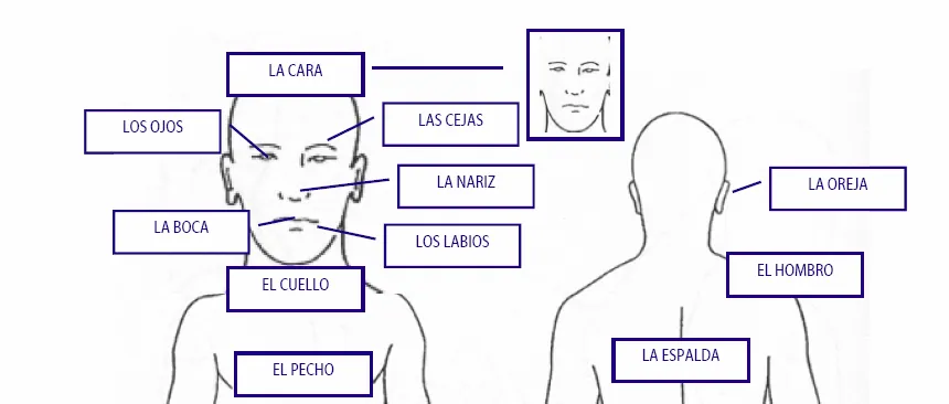 Cuerpo humano y sus parte - Imagui