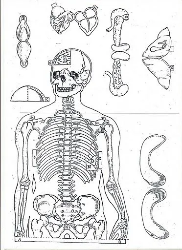 Blog de Biología: Sistemas del cuerpo humano