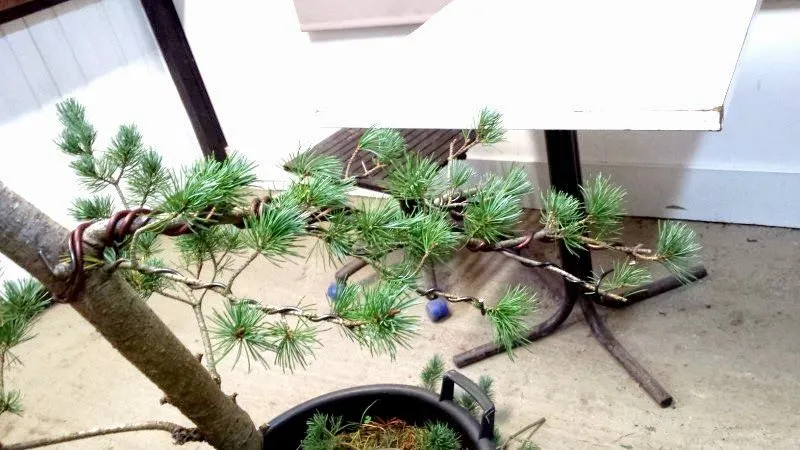 Blog Bonsai: Bonsai Center Sopelana. Tienda de bonsais Bilbao