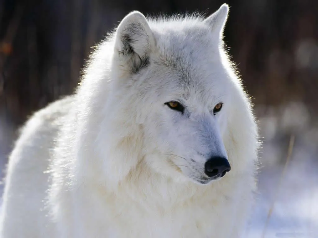 Blog da Ciência: Lobo do Ártico