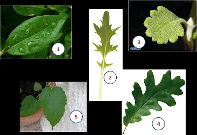 Blog CienciasBio :Dime y lo Olvido, Enséñame y lo Aprendo ...
