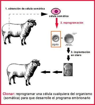 Blog clase de biologia 4º.Colegio NTRA. SRA. Del Carmen