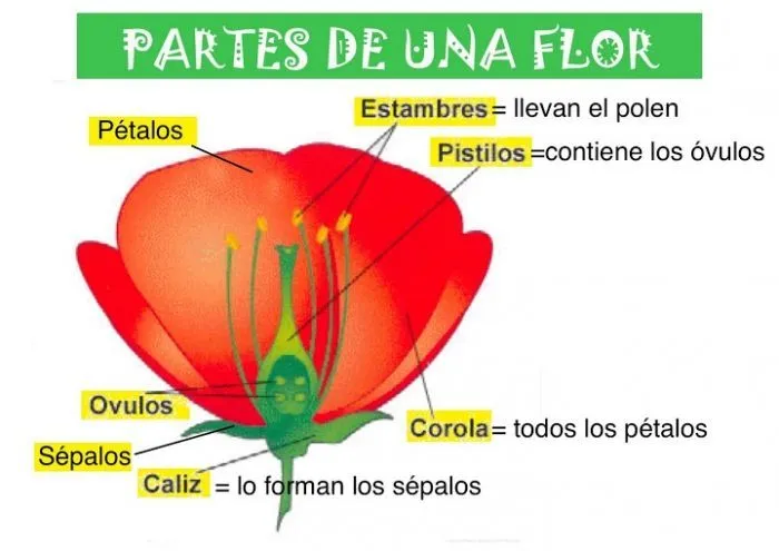 NUESTRO BLOG DEL COLE : LAS PARTES DE UNA FLOR | Biologia ...