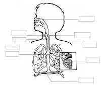 Dibujos del sistema respiratorio humano para colorear - Imagui