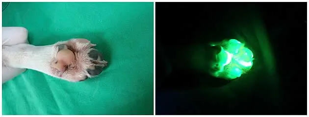 Blog do Prof. Raphaell: Cachorro fluorescente