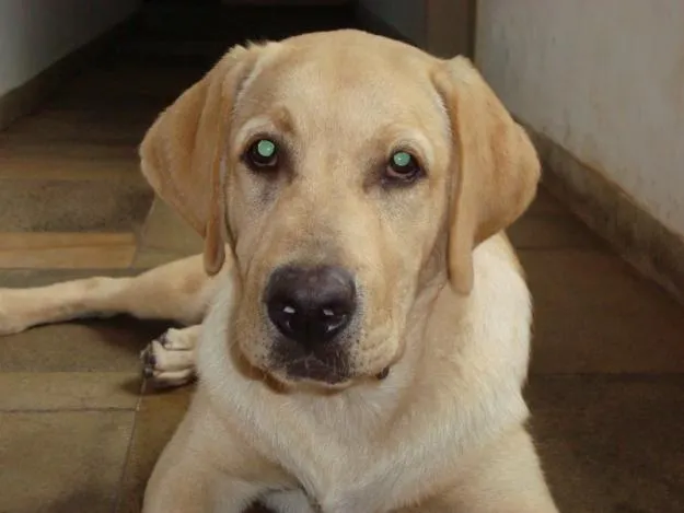 Blog da Dudinha e dos Cães: CACHORRO PERDIDO: LABRADOR BRANCO