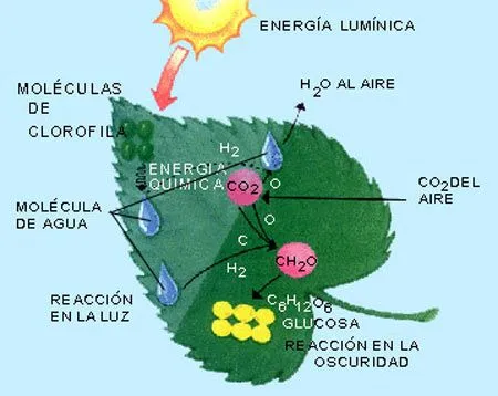 Blog Educativo de 4to Año A: Fotonsintesis & Respiracion(:*