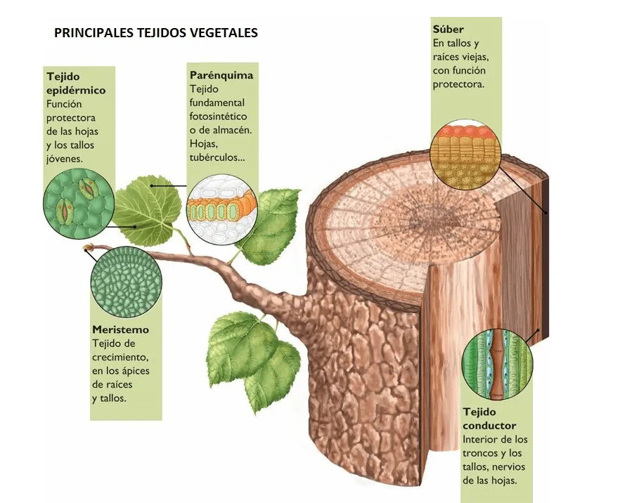 blog educativo: Los tejidos vegetales