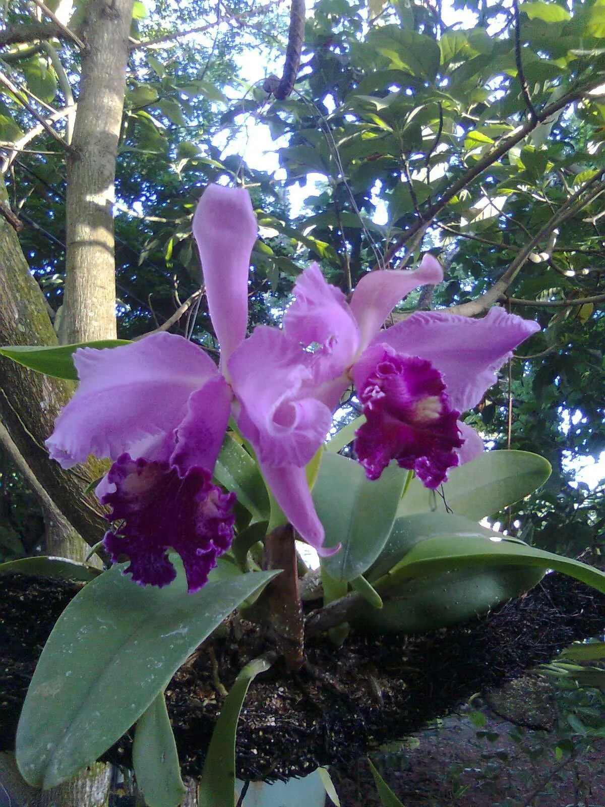 El Blog de Flor Mar y Ojito: ORQUIDEAS MARGARITEÑAS