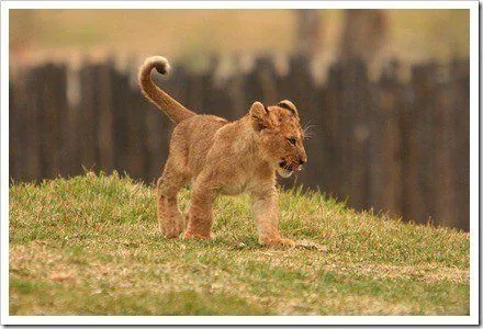 Blog de Fotografia » Post Topic » Las mejores fotos de Leones