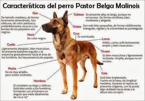 Blog de las Fuerzas de Defensa de la República Argentina: Perros ...