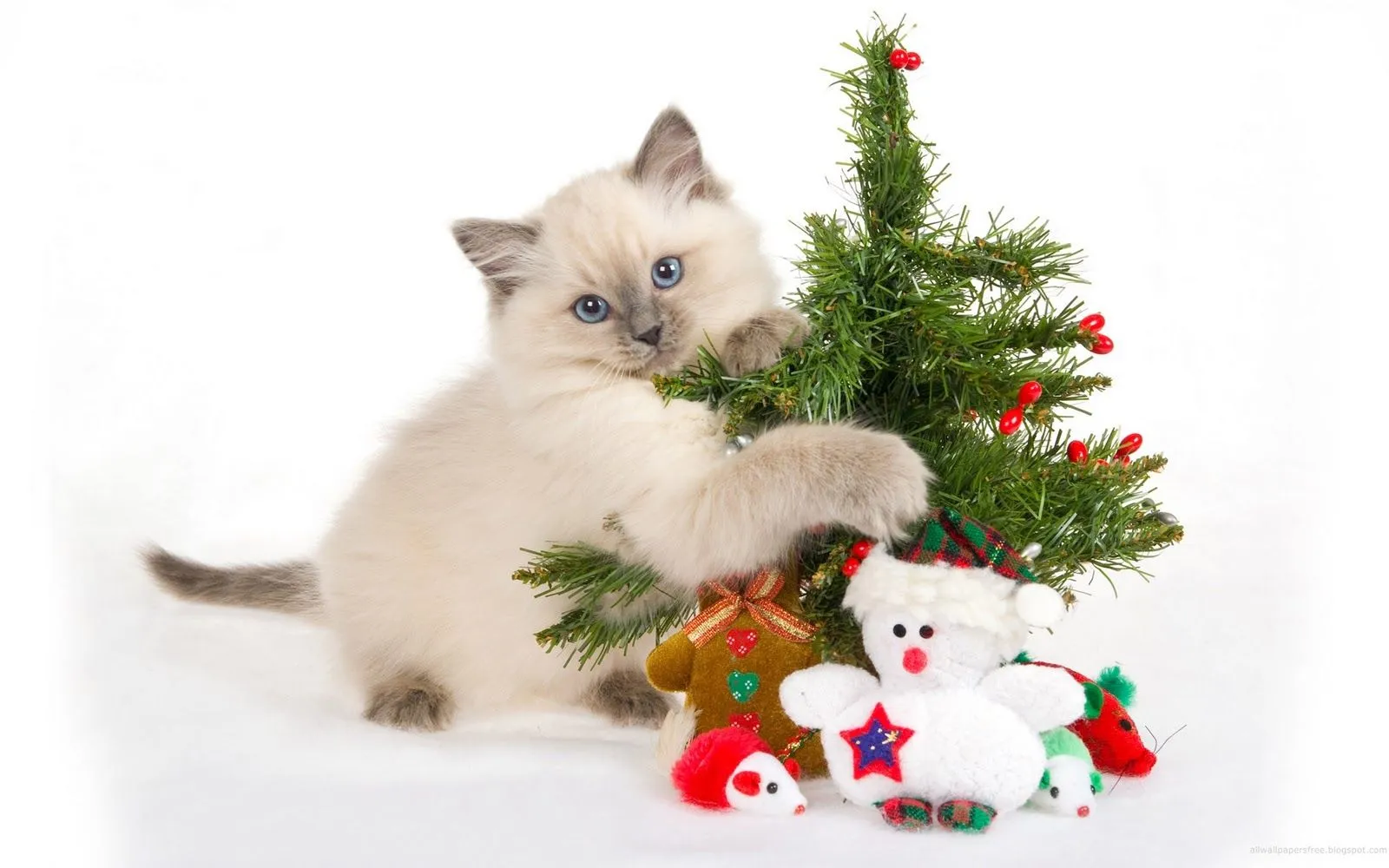 El blog de los gatitos: Especial navideño segundo