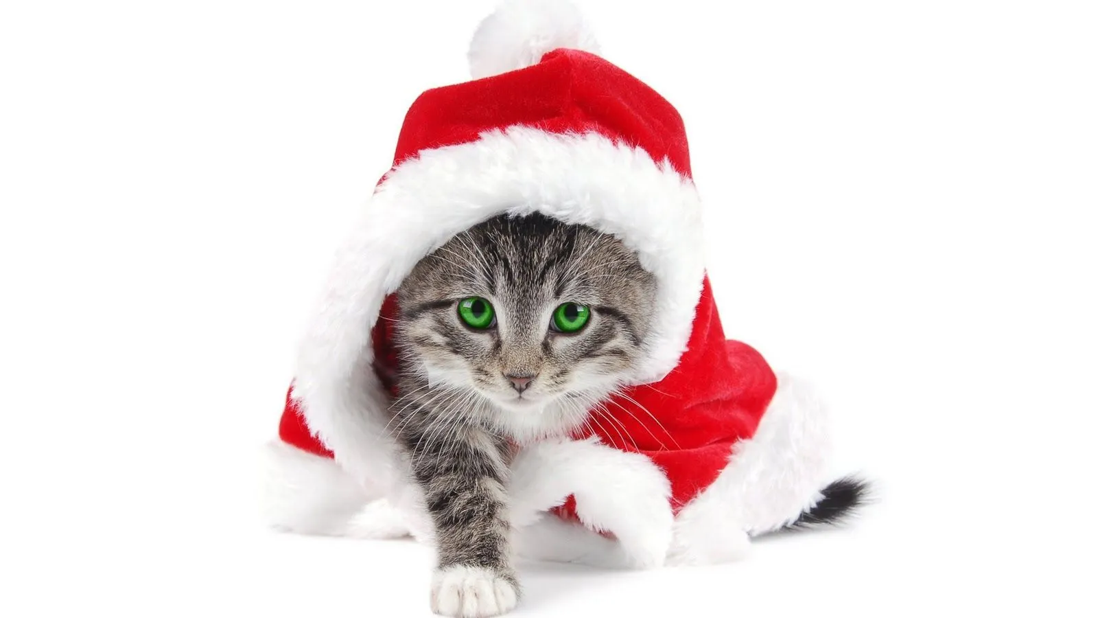 El blog de los gatitos: Especial navideño tercero