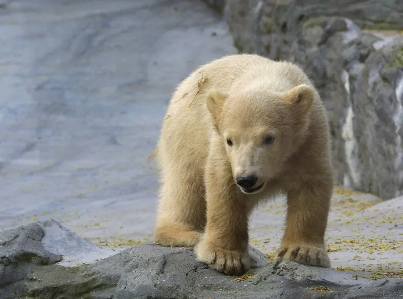 Blog Informativo Mil: Tema: Paseo virtual al zoológico con los ...