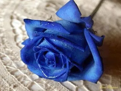 Blog de Jade: Rosas azules