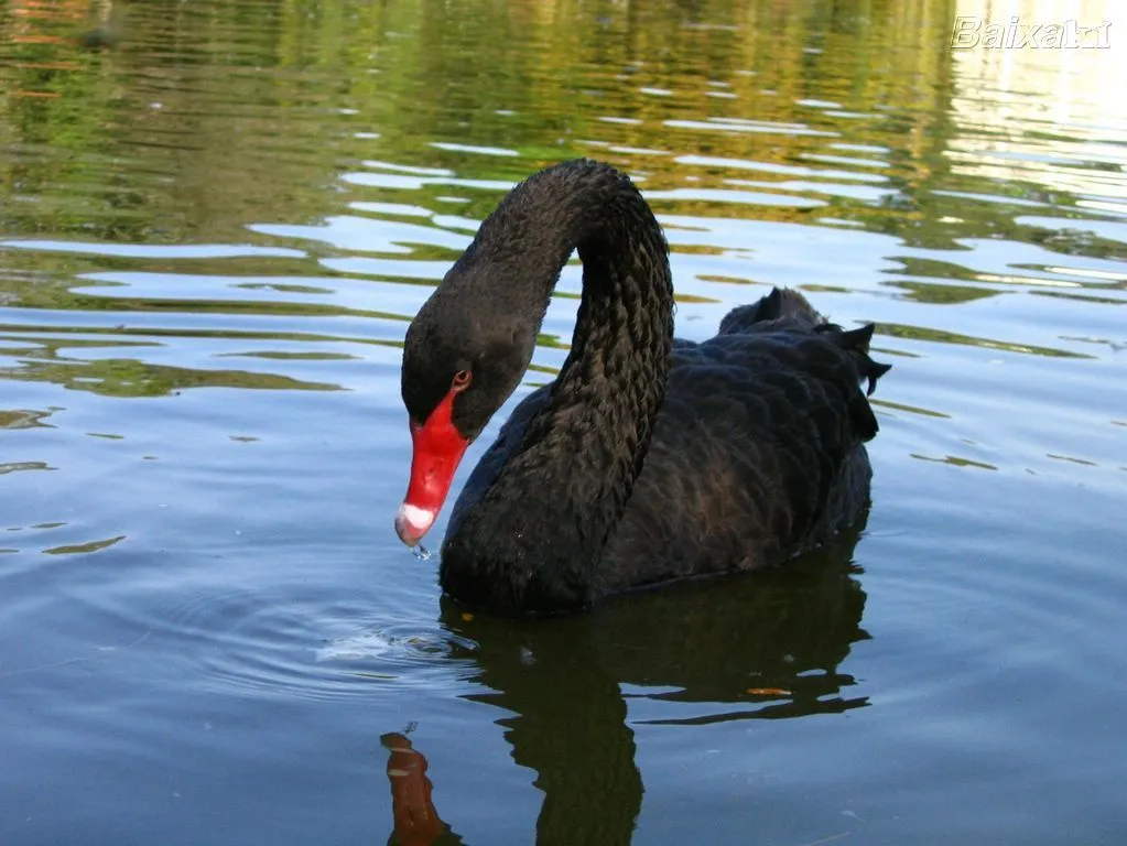 El Blog de Javier Caraballo: El cisne negro