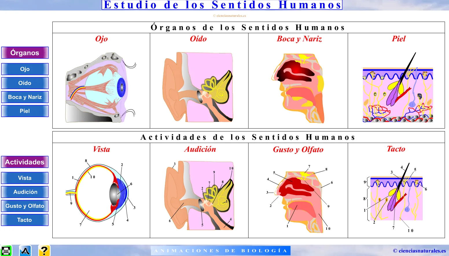 Blog de José Antonio Borreguero Rolo : Sentidos humanos...