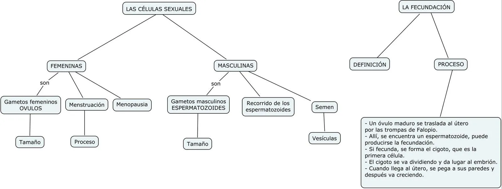 Blog de Leo. (Gerindote): Esquema y Resumen. Las células sexuales ...